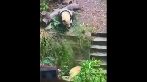 Funny And Cute Panda Videos 😻 / Funny Animals Video / The Cute Animals 👣 😝