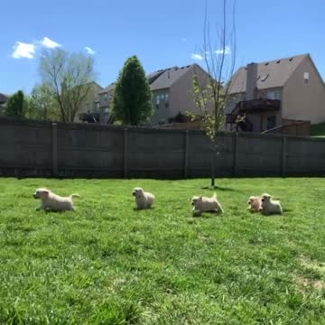 T-rex On The Loose Chased Down By Litter Of Puppies