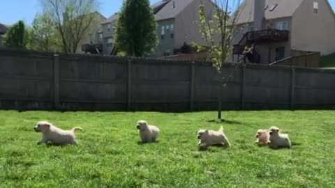 T-rex On The Loose Chased Down By Litter Of Puppies