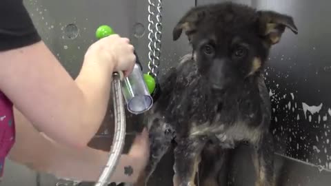 Dramatic little German Shepherd puppies, SO CUTE!