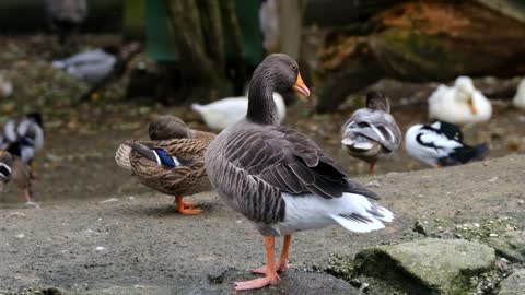 A pelican hurts himself to grab Anat's attention