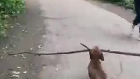 Dog carrying stick