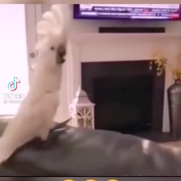 FUNNY PETS- DOG CANT IMAGINE HOW THE PARROT DID.