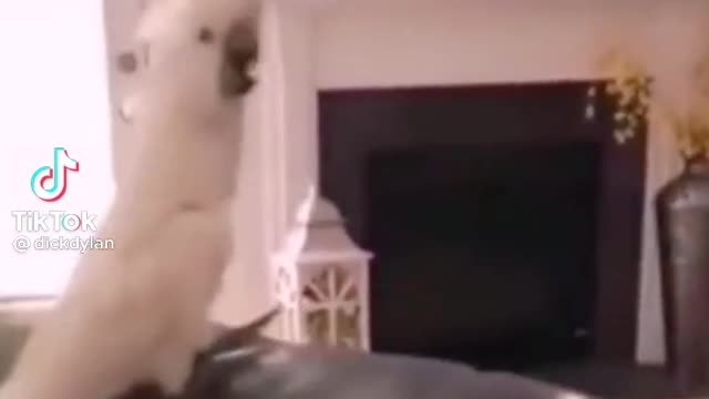 FUNNY PETS- DOG CANT IMAGINE HOW THE PARROT DID.