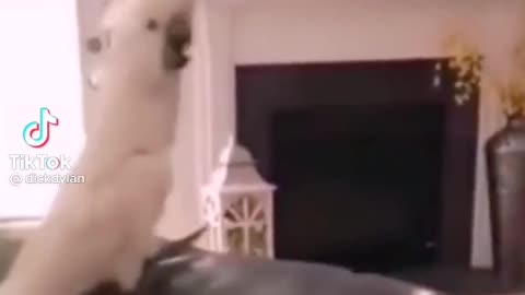 FUNNY PETS- DOG CANT IMAGINE HOW THE PARROT DID.