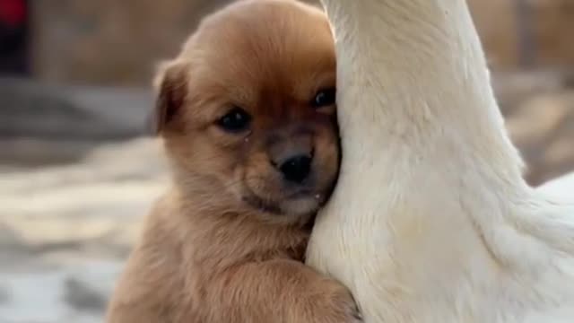 Cute small puppy
