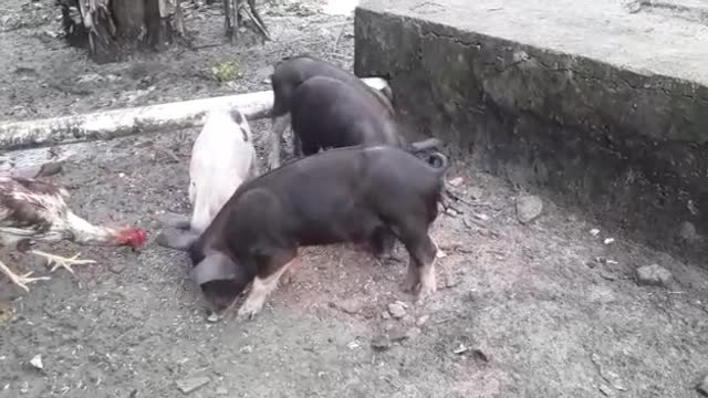 little pigs feeding