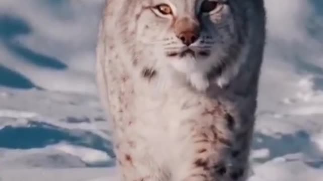 Best cute cat video in world