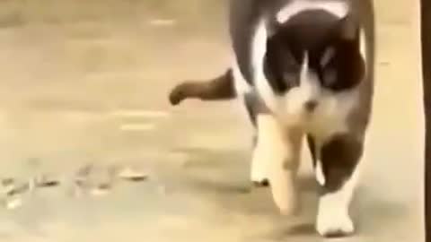 cute cat funny moments 😻cat videos_ funny videos