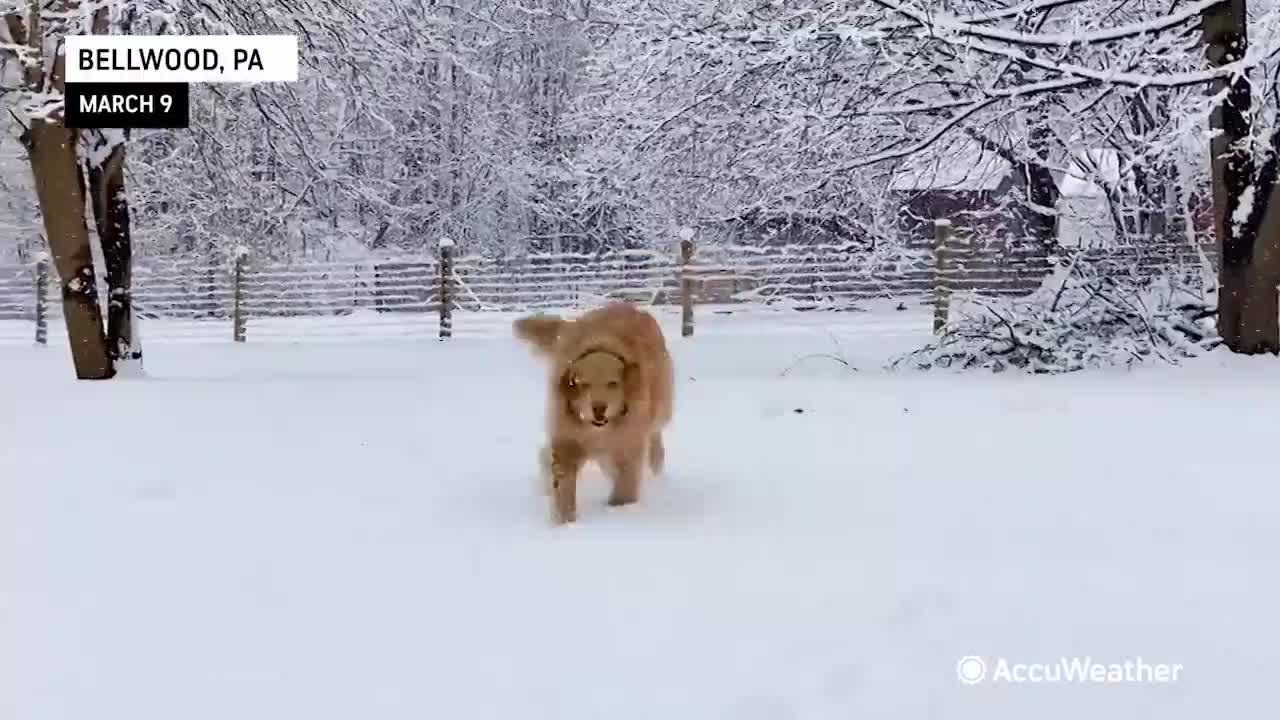 Dogs make the most of a snow day