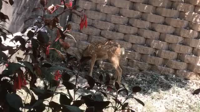 Baby deer