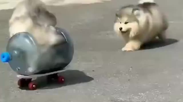 Cute puppies driver #Puppy pritice#How to drive on road#