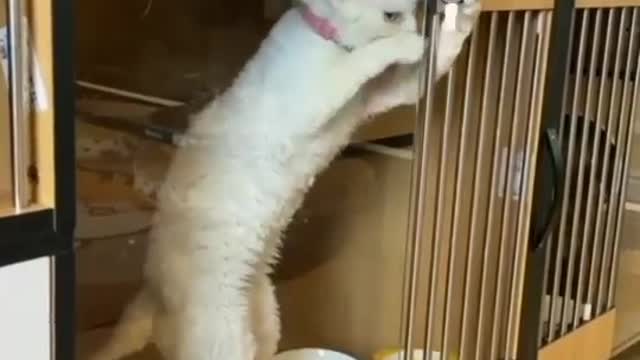 Cat has special skills to open its locked door then got freedom(Mission Done)