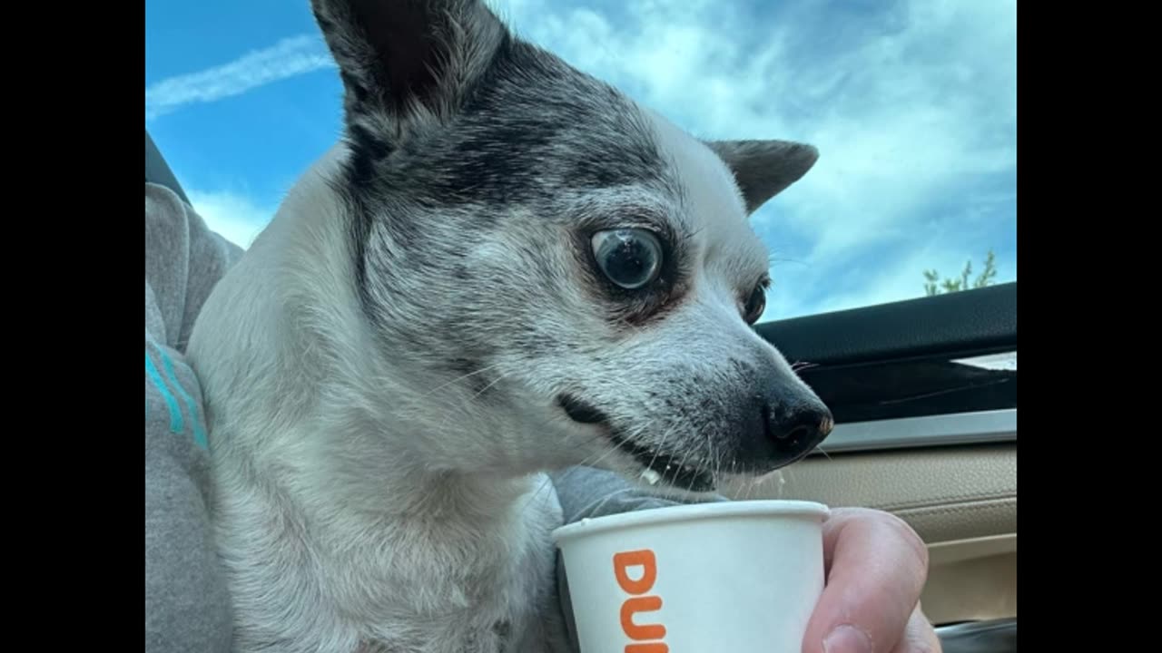 Adorable Dog Tries Dunkin' Donuts Pup Cups for the First Time - Too Cute to Handle!