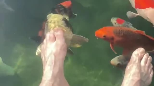 Hungry koi fish...??