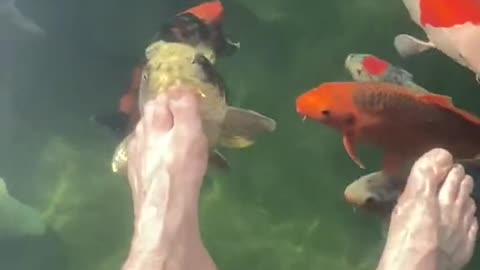 Hungry koi fish...??