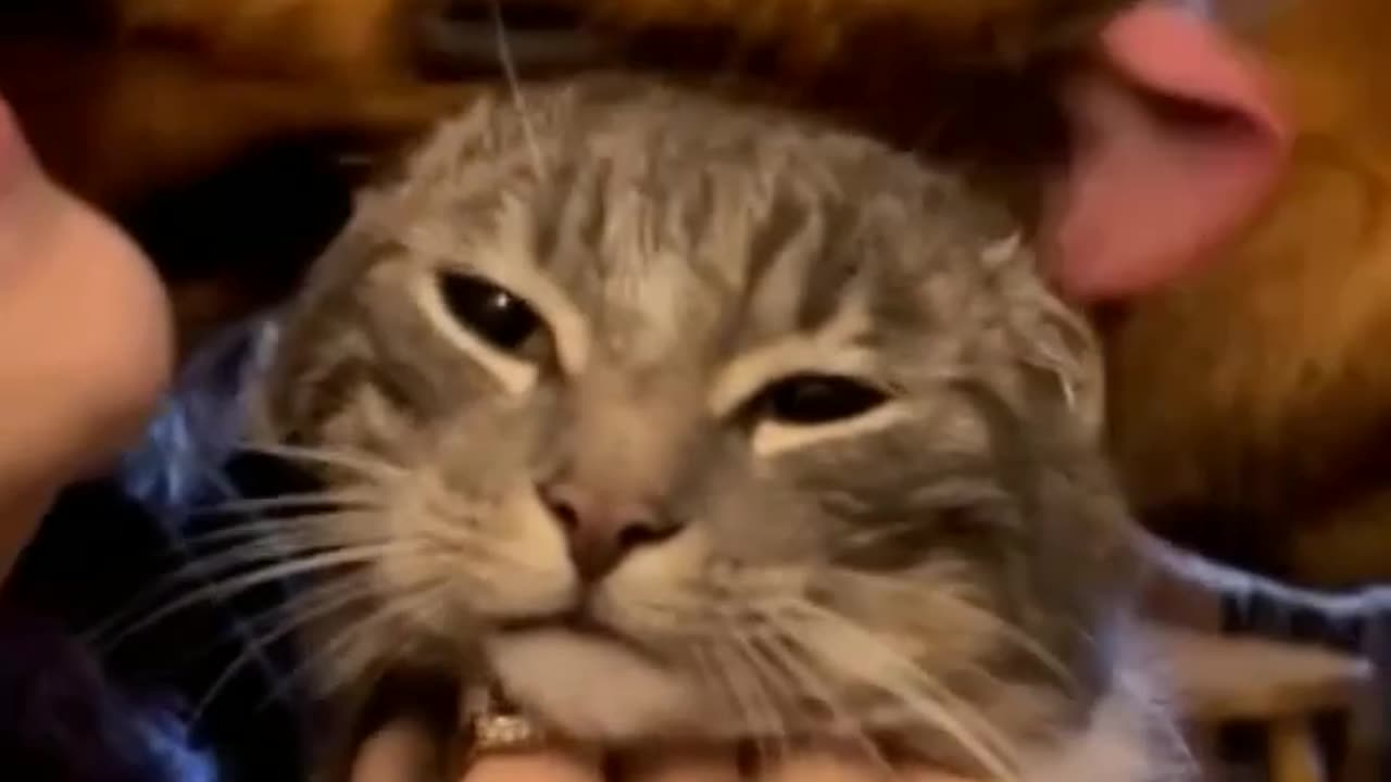 Funny cat video--- 🐱😂😂