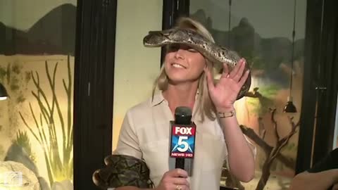 Nover joking with big snake, madam don't do this in live Tv show