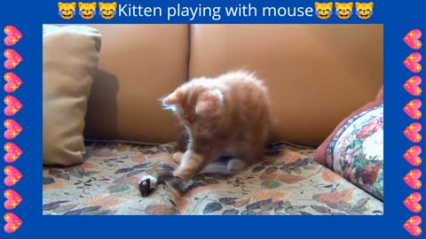 kitten playing with mouse!!!😺😺😺