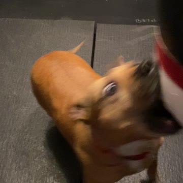 Lulu working the heavy bag