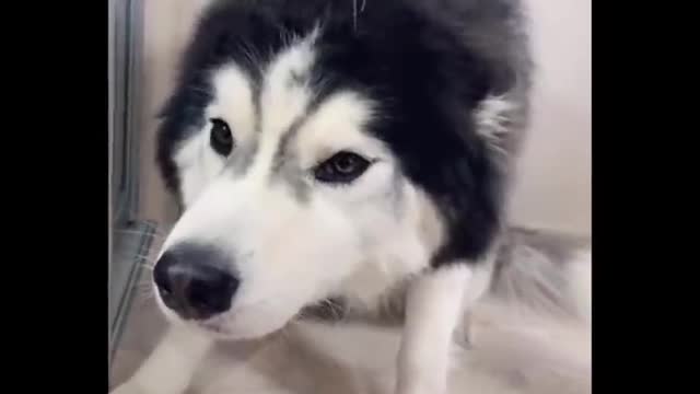 FunniesAnimals Ever 🐧 - Awesome Funny Animals' Life Videos 2021 - Funniest Pets 😇