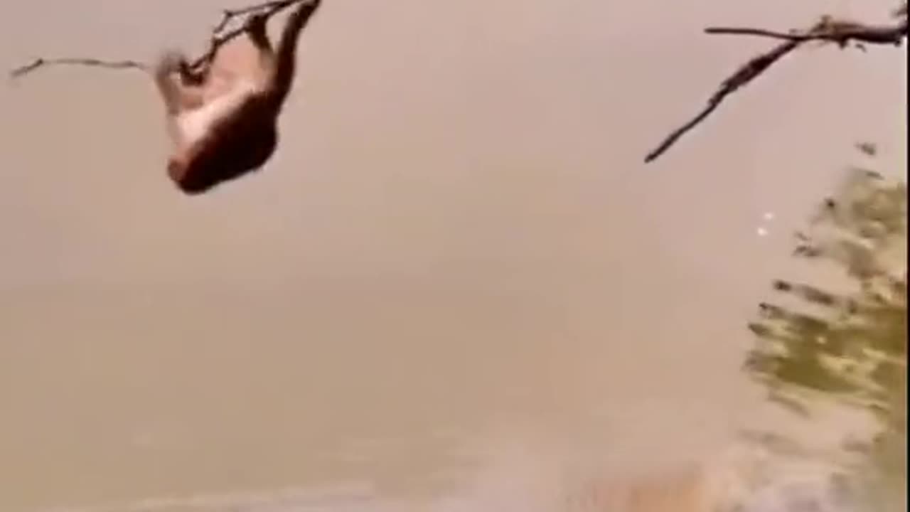 Very funny animals video