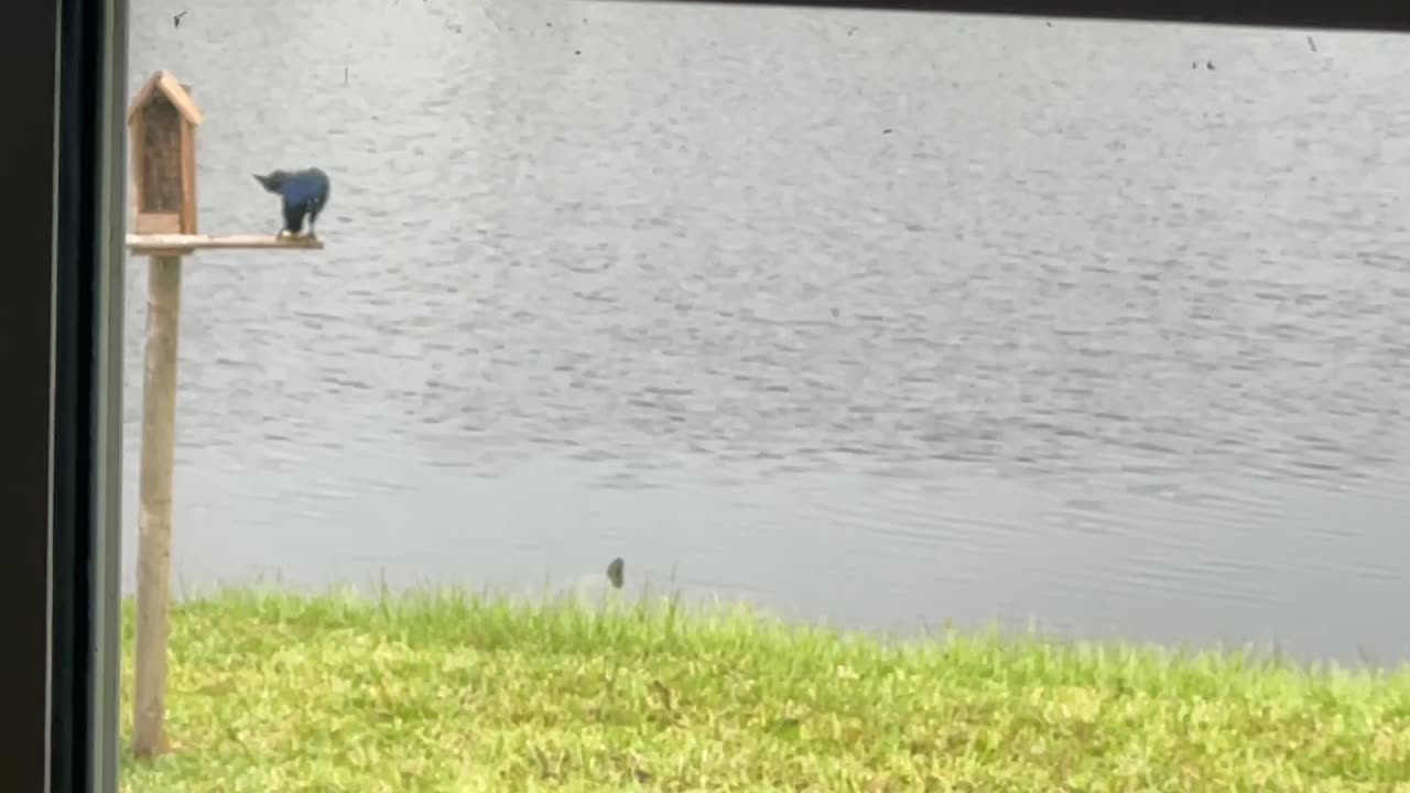 Painted Turtle and Mottled Duck: 10-11-2024