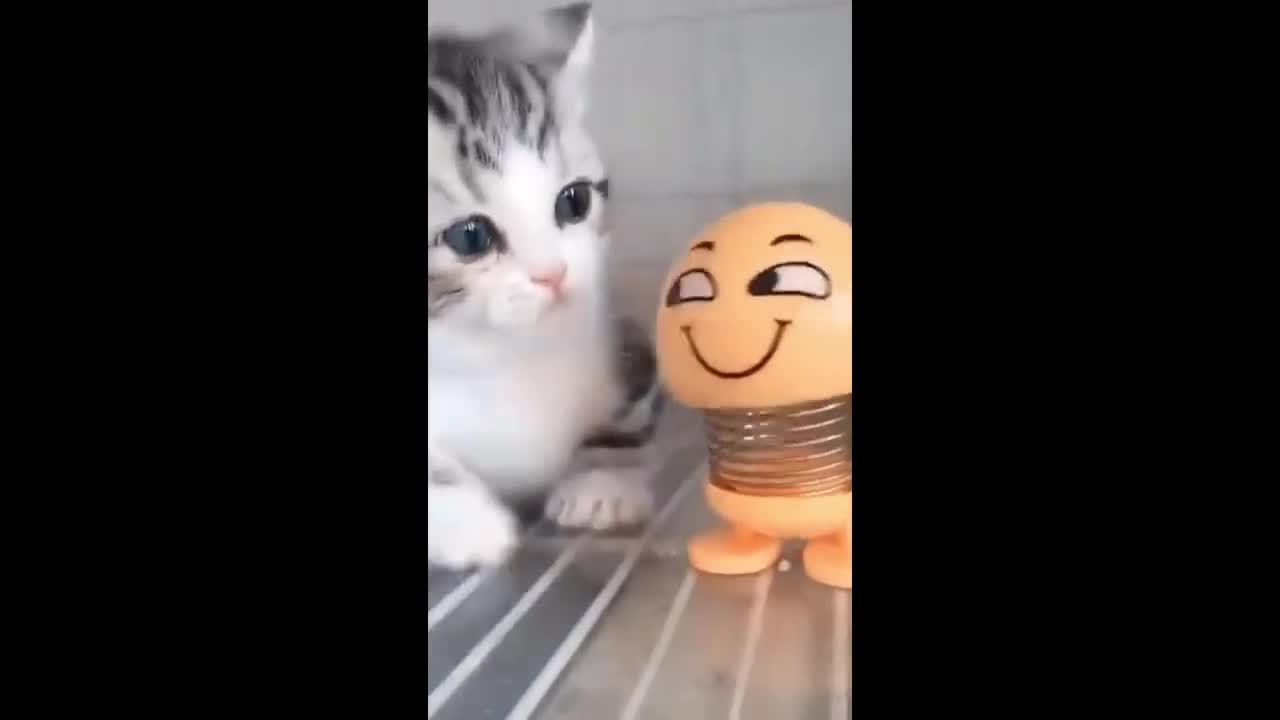 OMG Cute Cat Videos - Funny Cats Compilation (1)