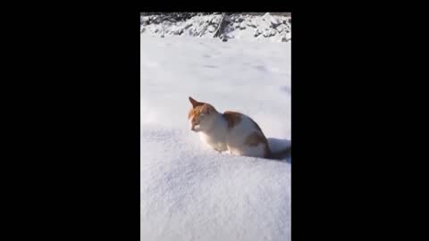 Funny & Cute Pet Cats and Animals Compilation