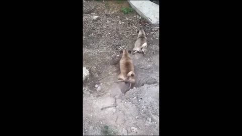 funny animal video #2