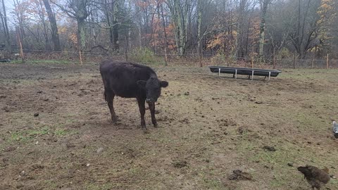 The cows and some of the chickens