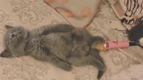 Funny Cat Farting On Mic Cat Complition 2021