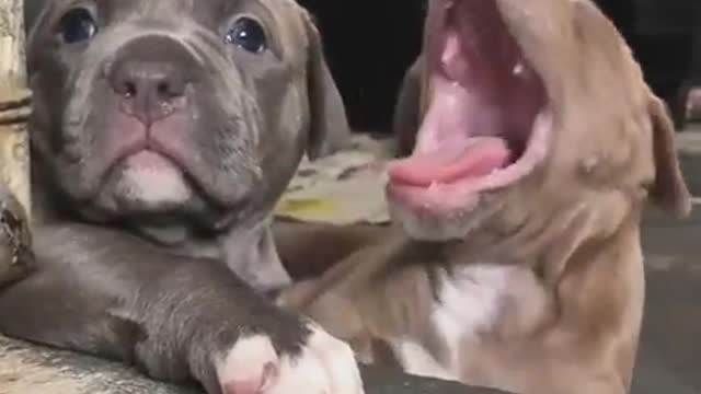 Cute Puppies ❤️❤️