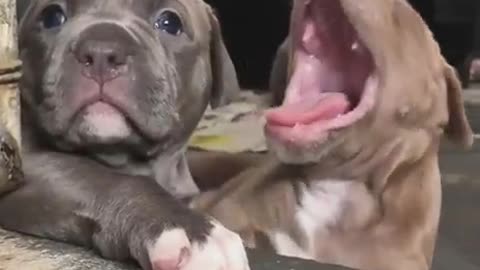 Cute Puppies ❤️❤️