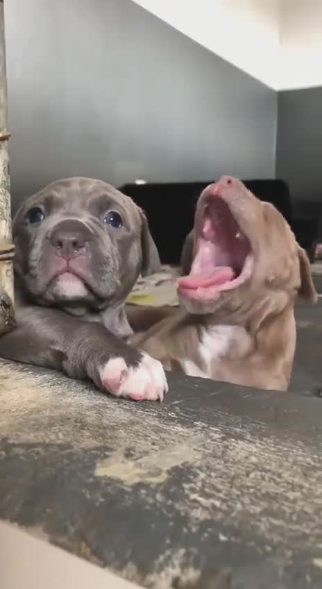 Cute Puppies ❤️❤️