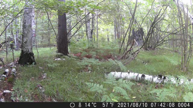 black bear cub approx. 10 months old