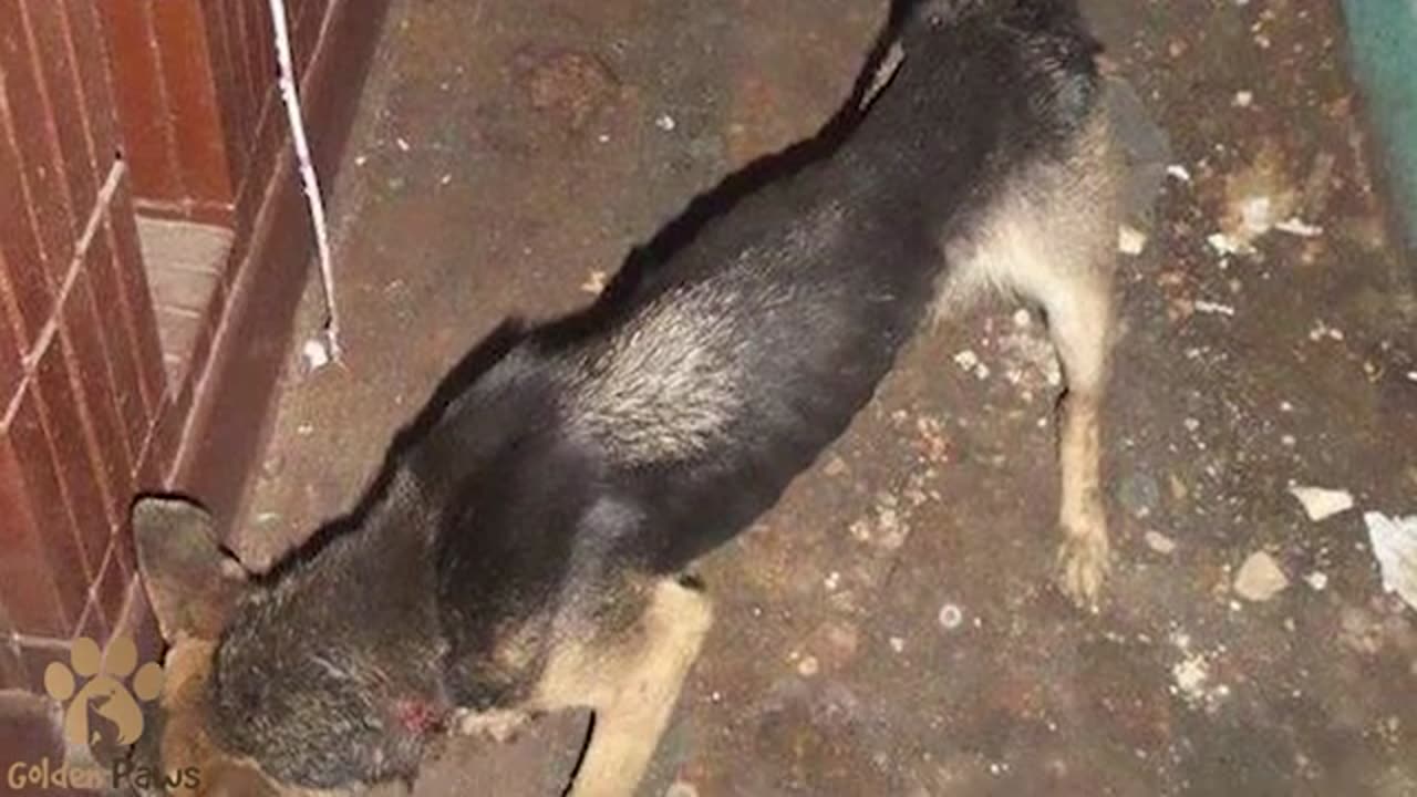 The Dog Endured His Owner's Abuse for 3 Years Look How it Ended