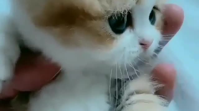 Am so curious hooman | Cute & adorable kitten video 2021