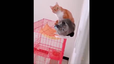 😂😹Another funny video, pets and humans😂😹