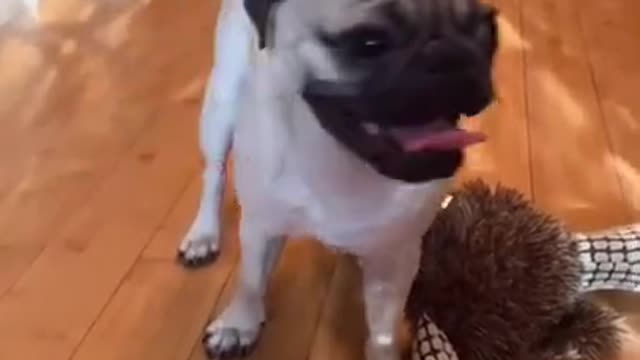 He Clearly Didn't Like It