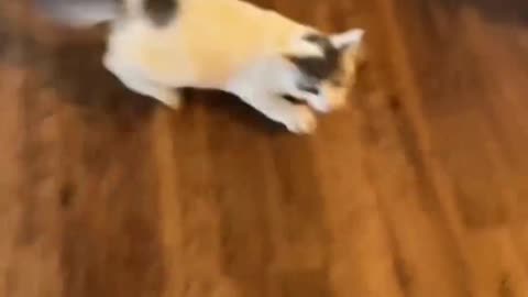 Not Ferrari More Like Purrari
