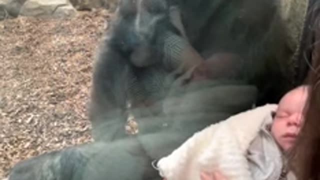 Kiki The Gorilla Bonds With New Mother and Baby.