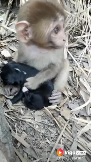 Monkey and cute puppy