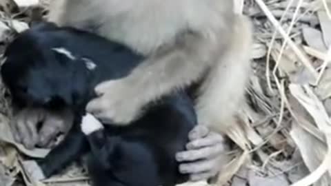 Monkey and cute puppy