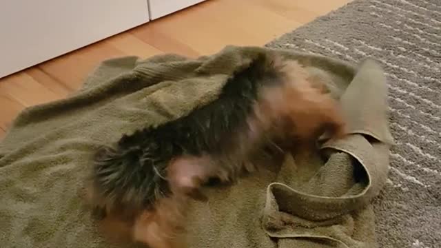 Yorkie rolling in green towel