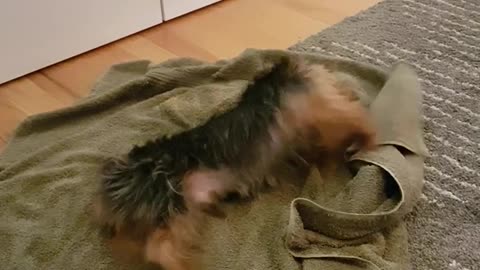 Yorkie rolling in green towel