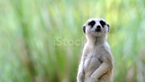 A group of meerkats.