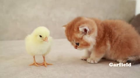 Kittens Plays With A Tiny Chicken