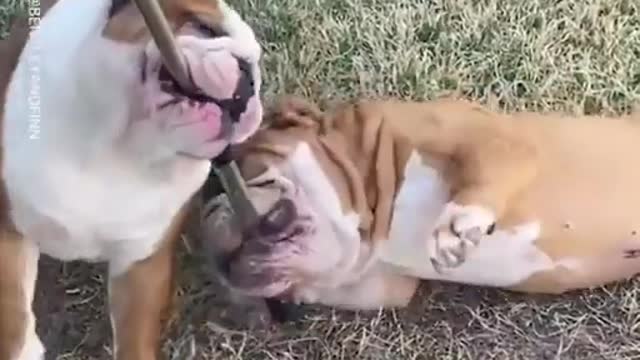 Funny Bulldogs Love Annoying Each Other