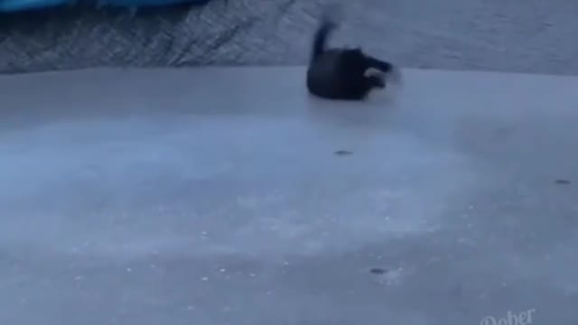 Funny Cat Ice Dance